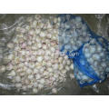 2020 Crop Fresh Normal White Garlic